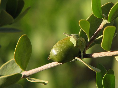 Simmondsia chinensis