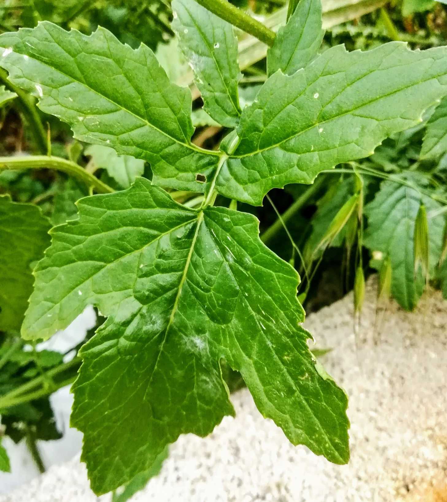 Sinapis alba
