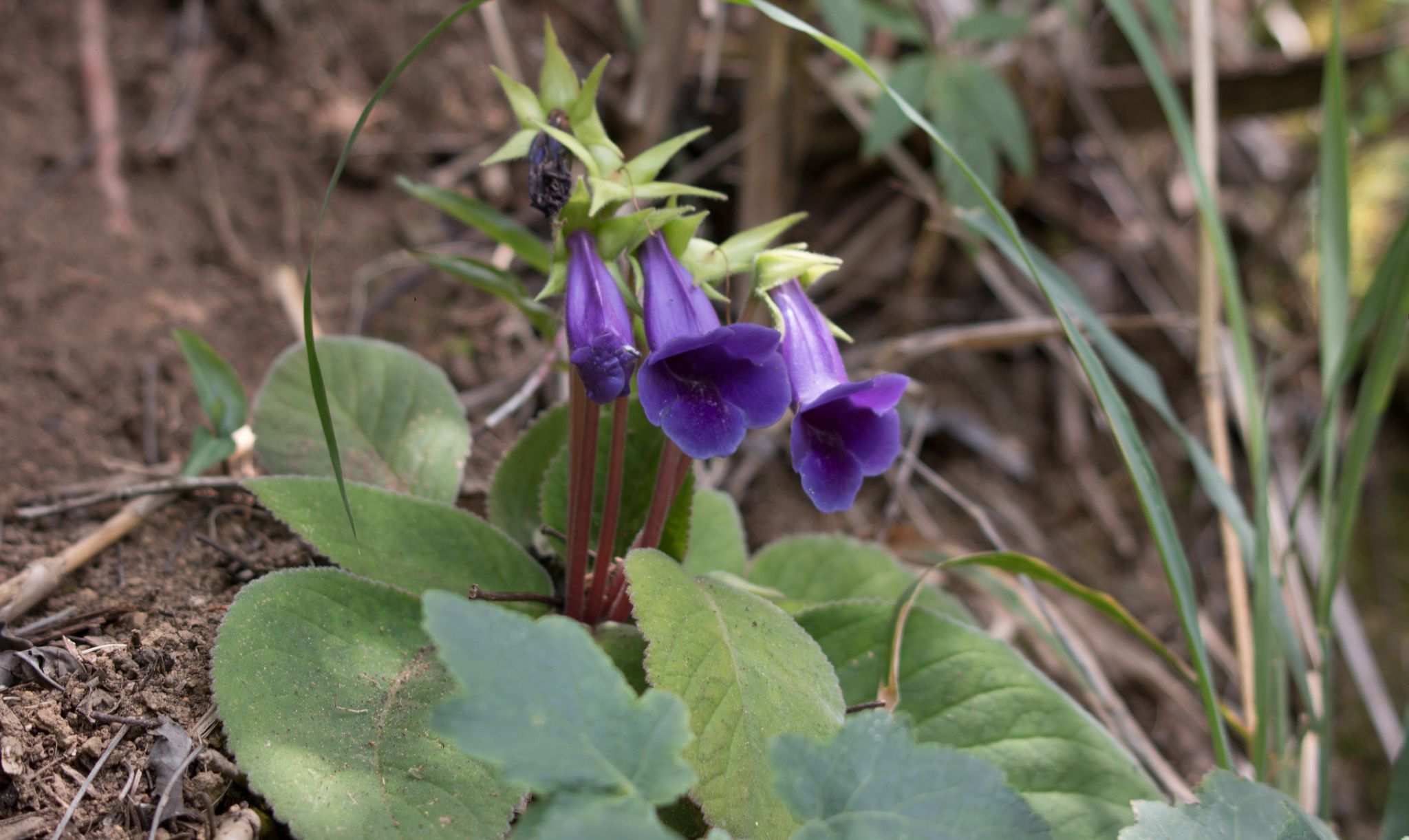 Sinningia