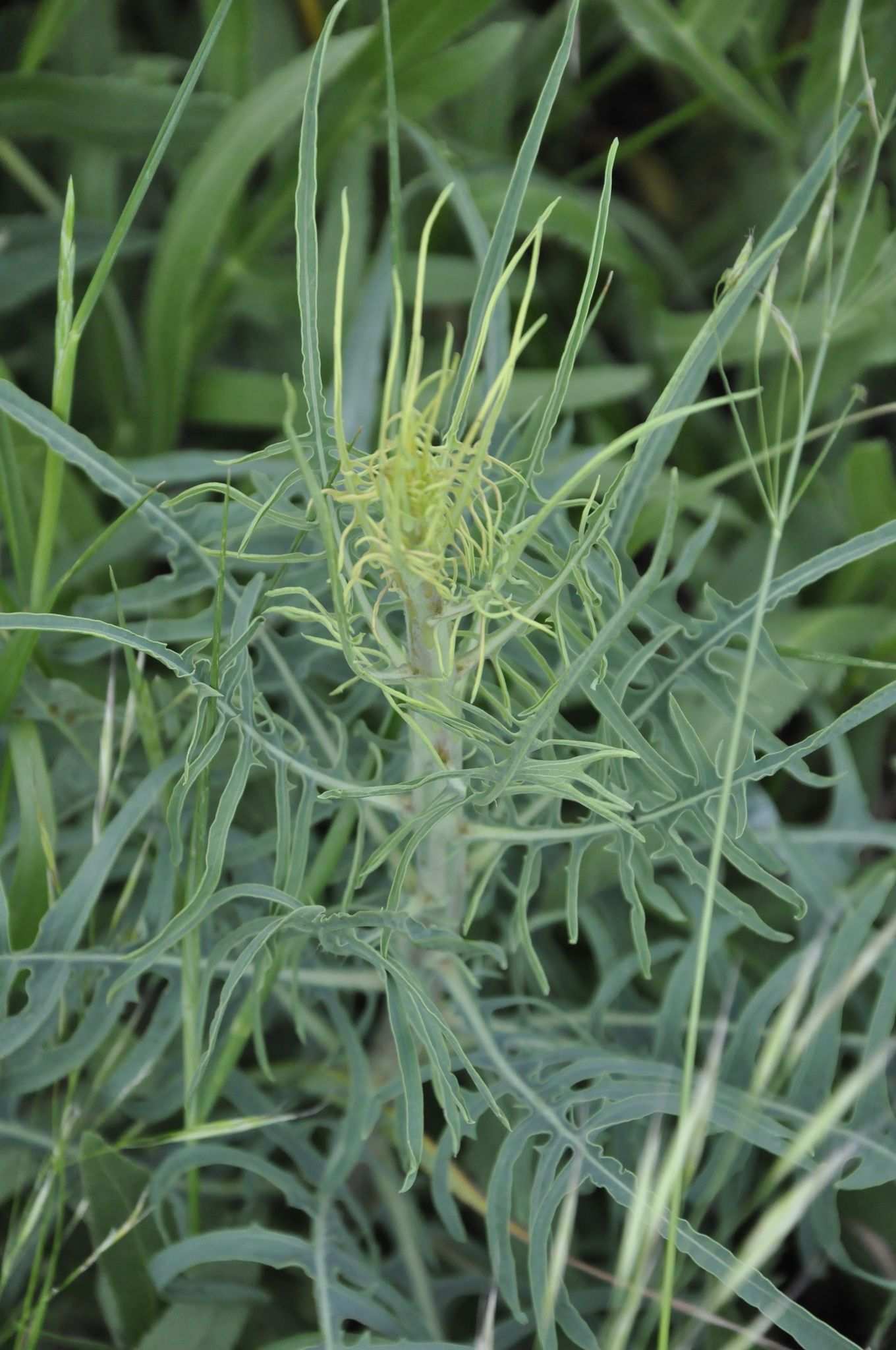 Sisymbrium altissimum