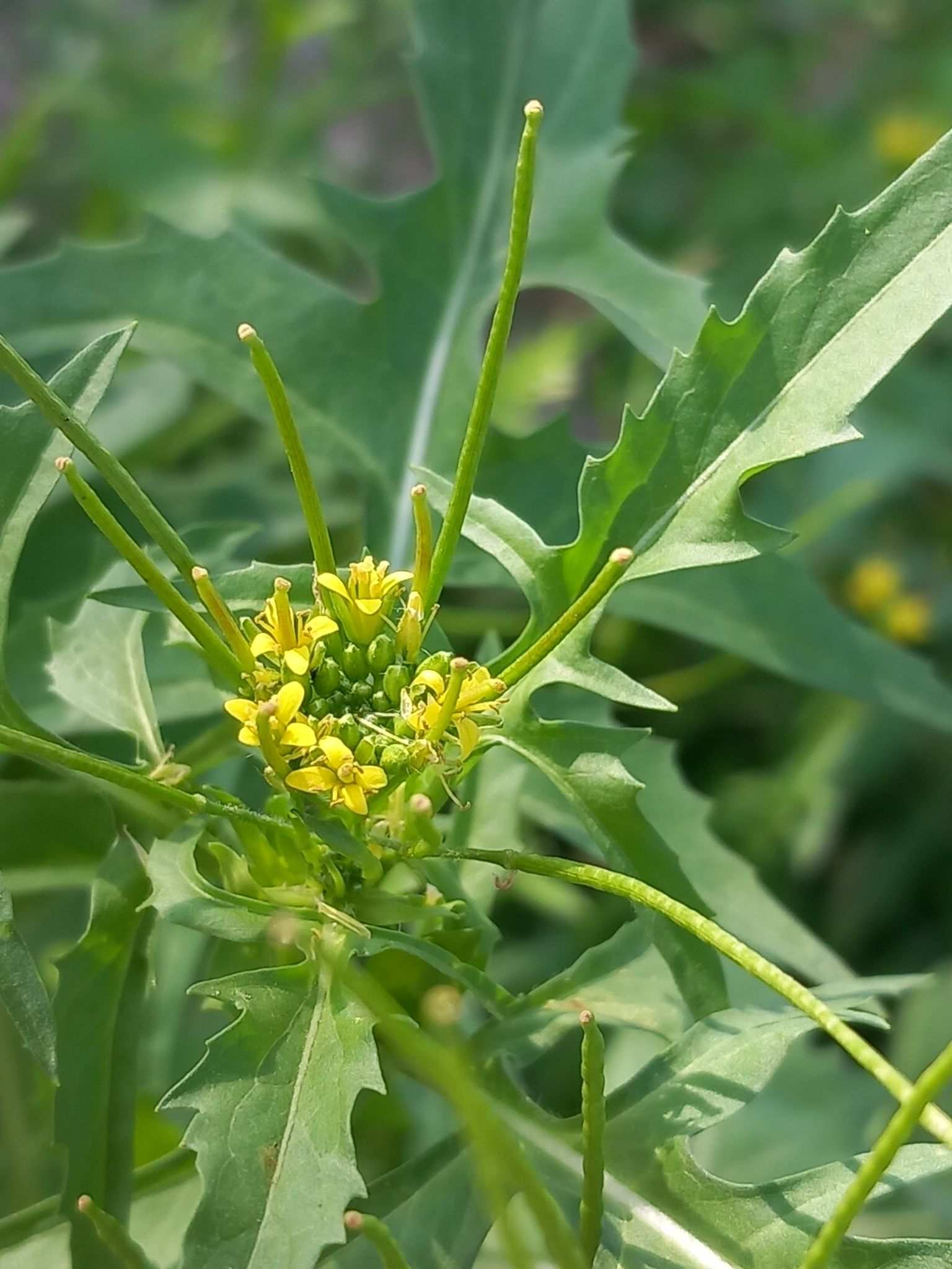 Sisymbrium irio