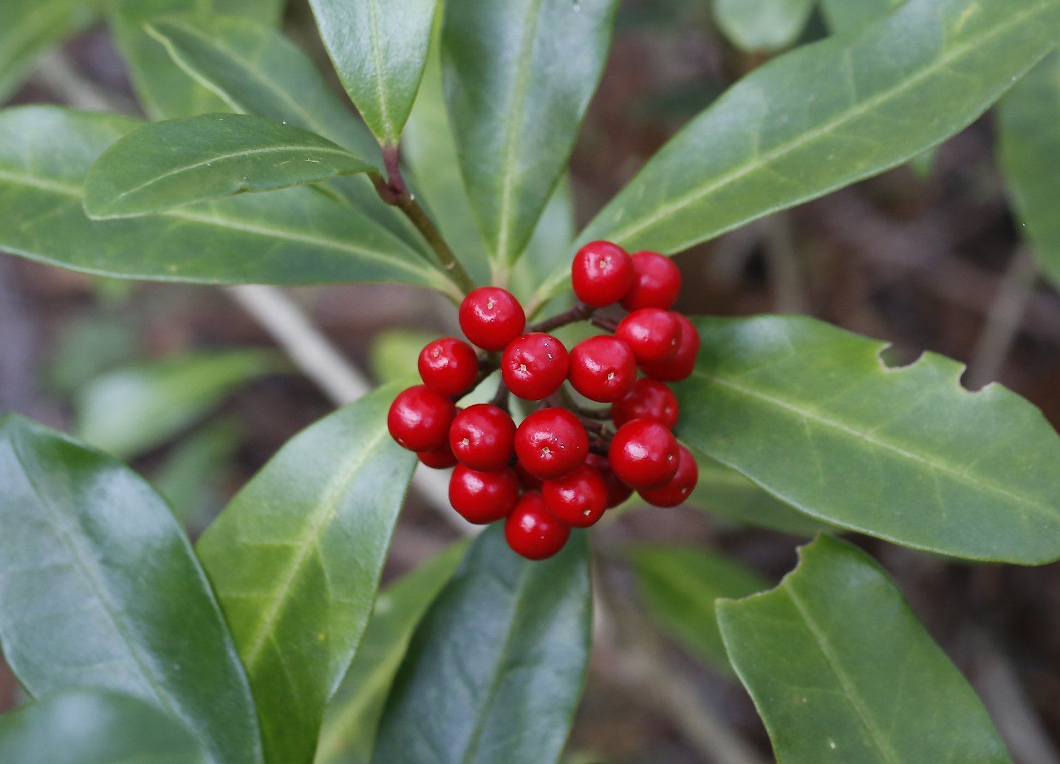 Skimmia japonica