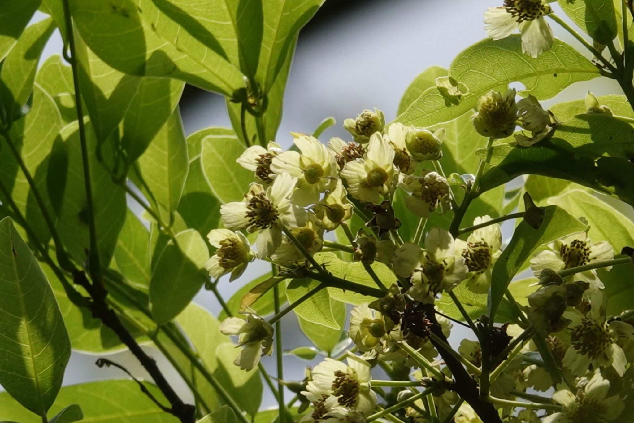 Sloanea dasycarpa