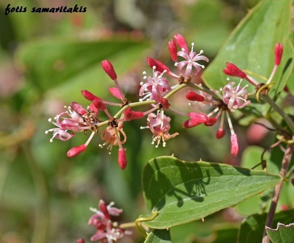 Smilax aspera