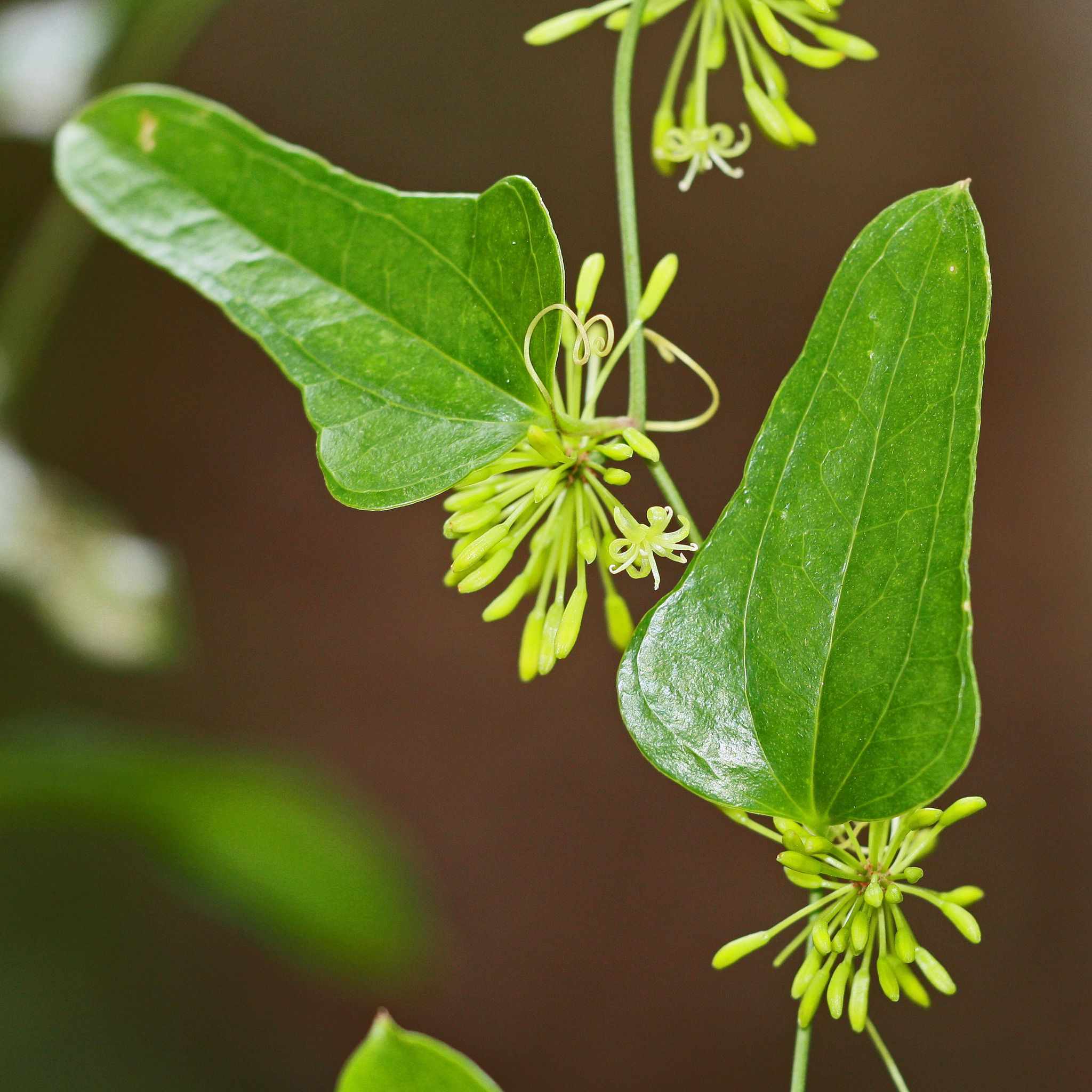 Smilax auriculata