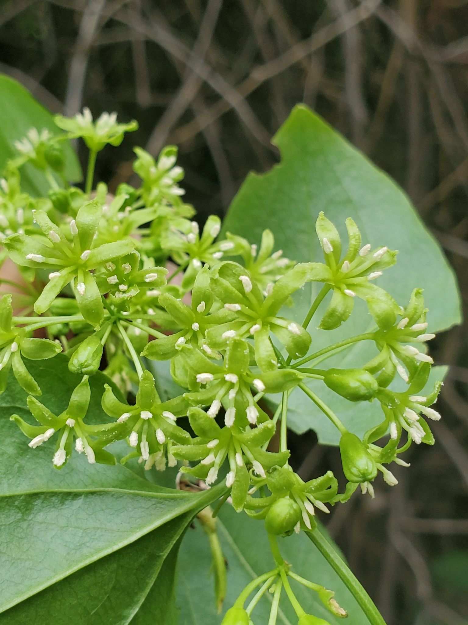 Smilax californica