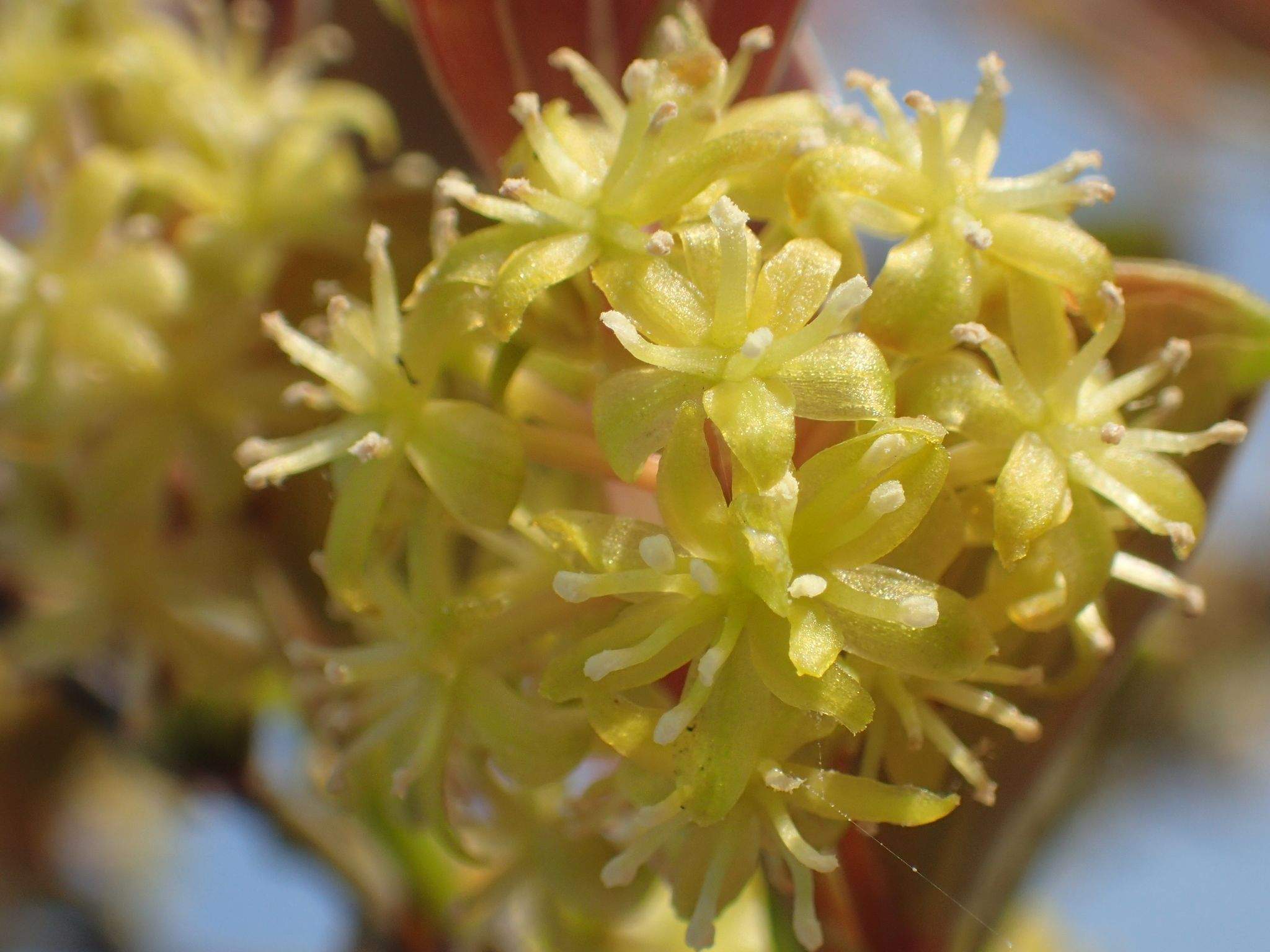 Smilax china