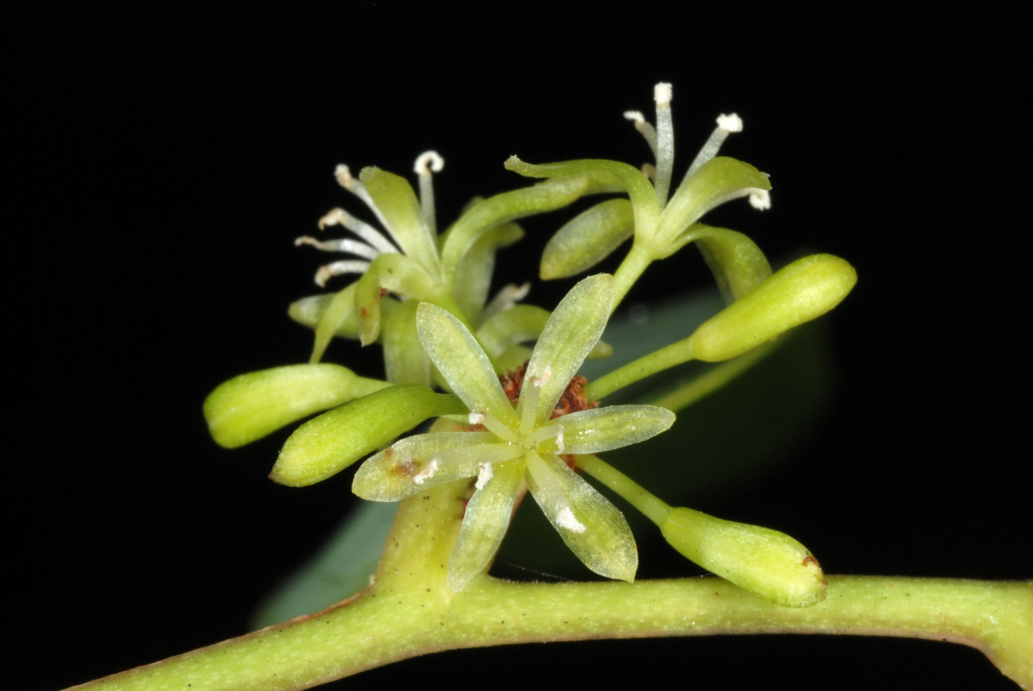 Smilax laurifolia