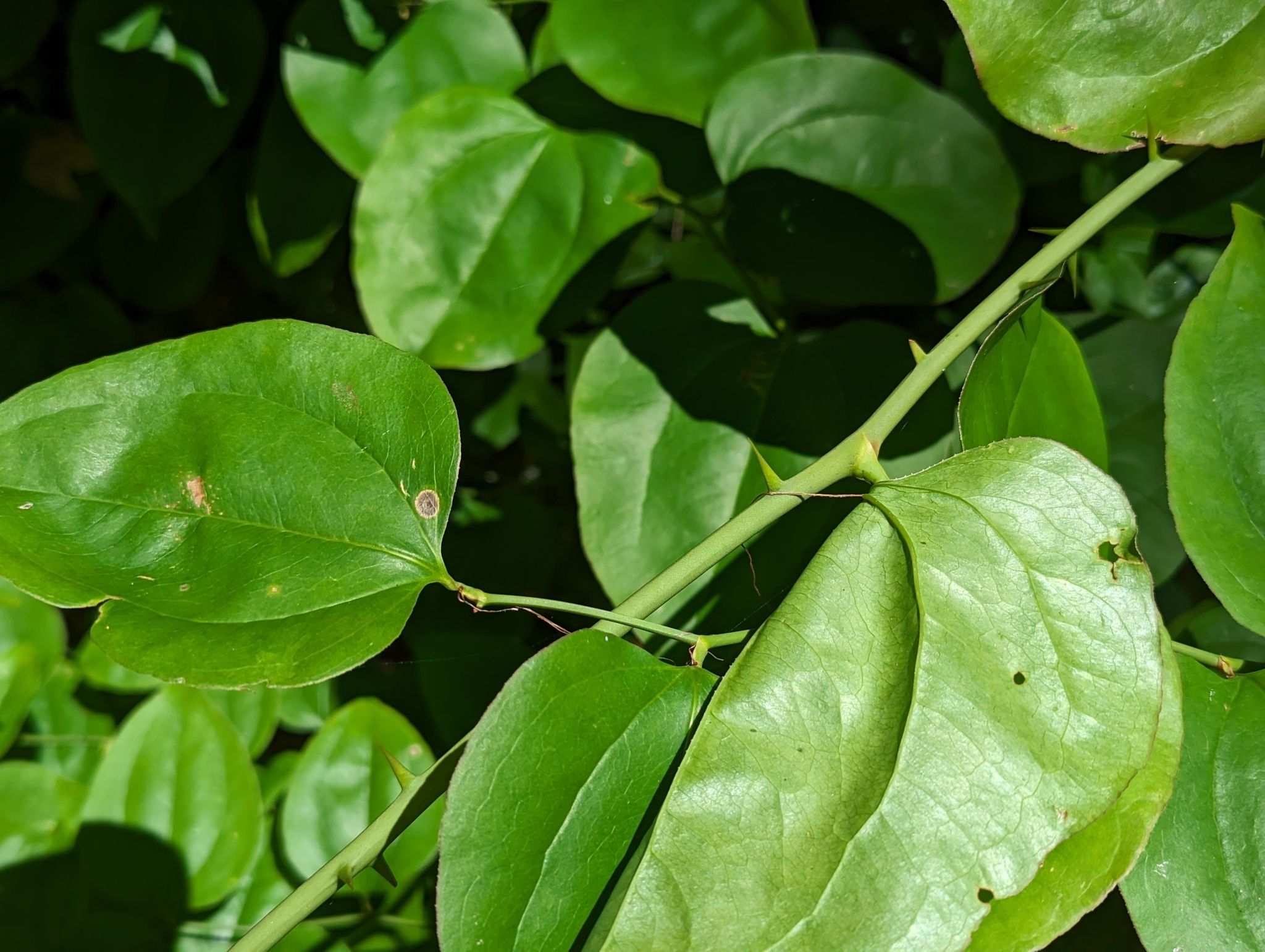 Smilax rotundifolia