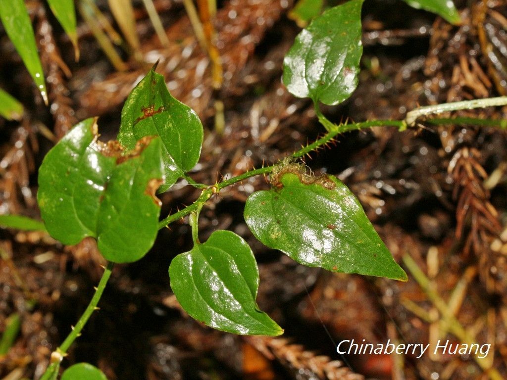 Smilax sieboldii