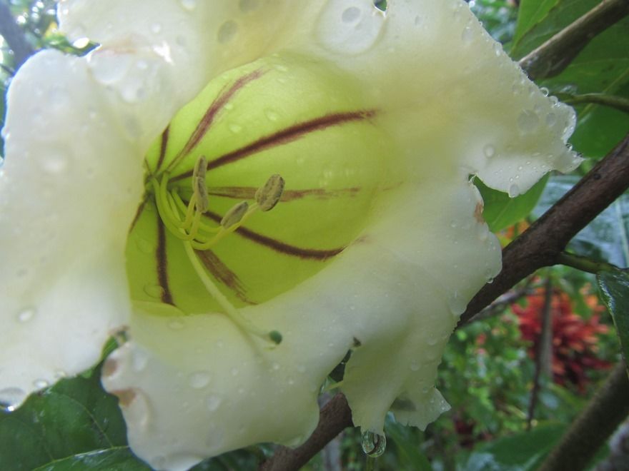 Solandra grandiflora