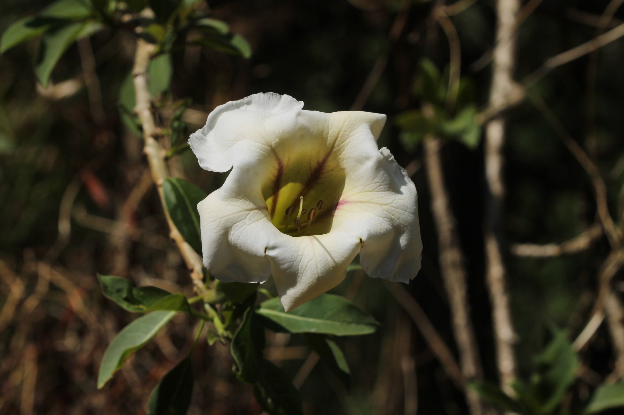 Solandra guttata
