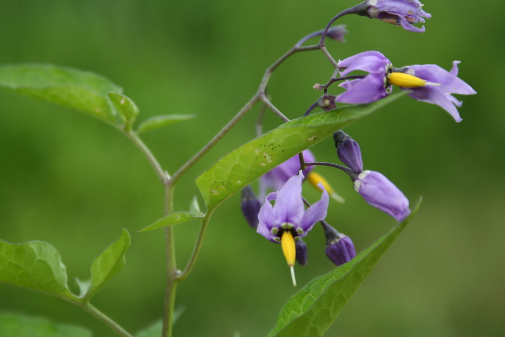 Solanum