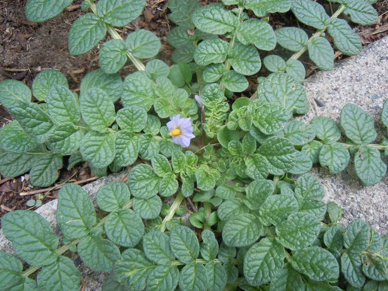 Solanum acaule
