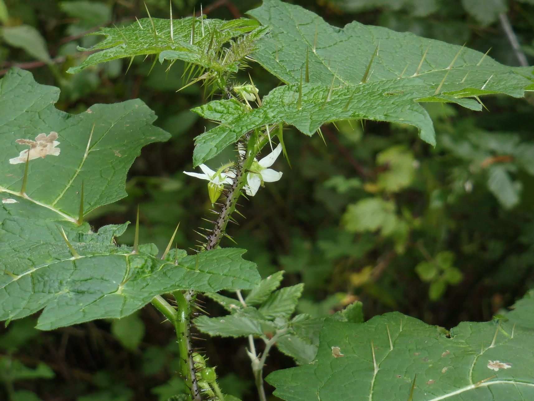 Solanum aculeatissimum