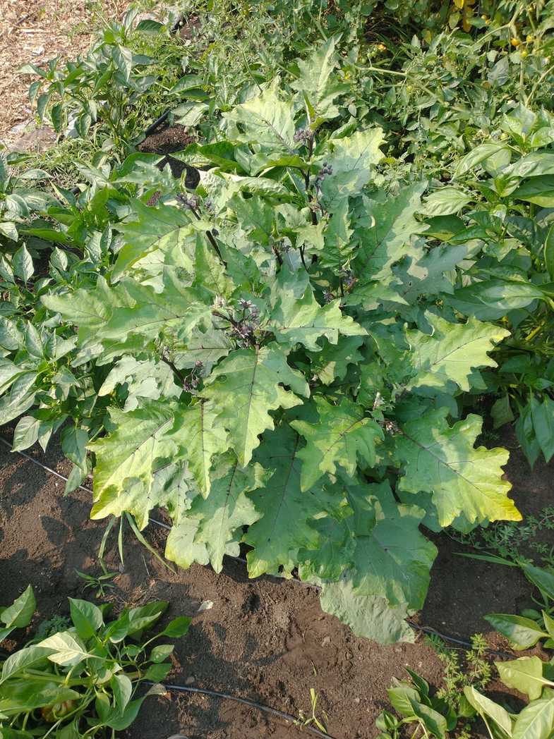 Solanum aethiopicum
