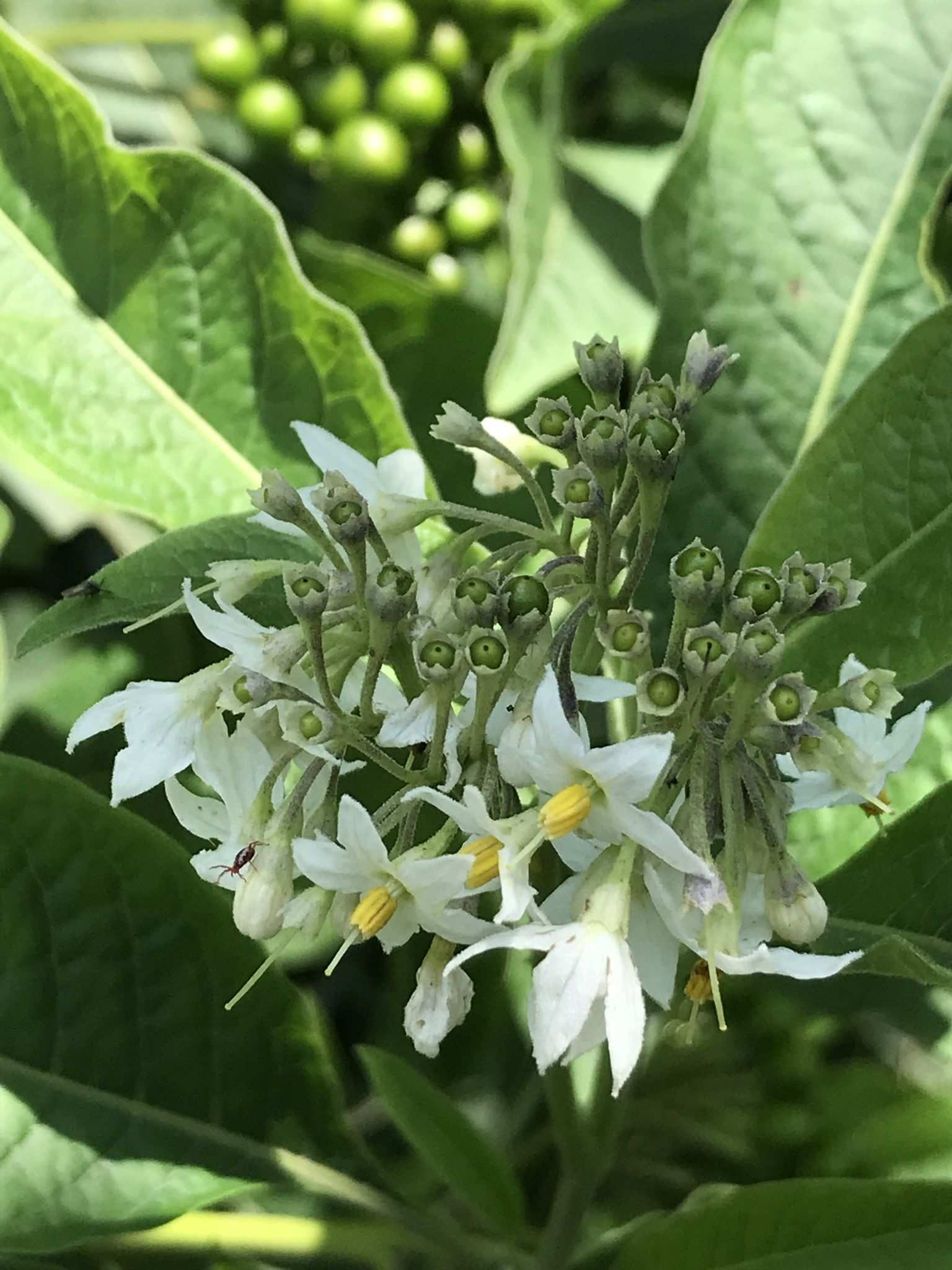 Solanum aligerum
