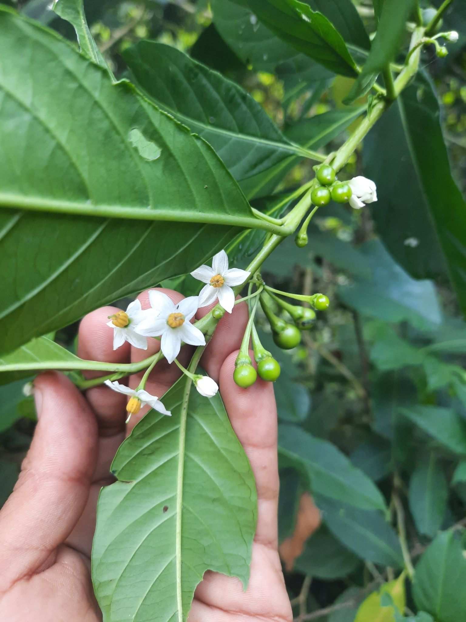 Solanum aphyodendron