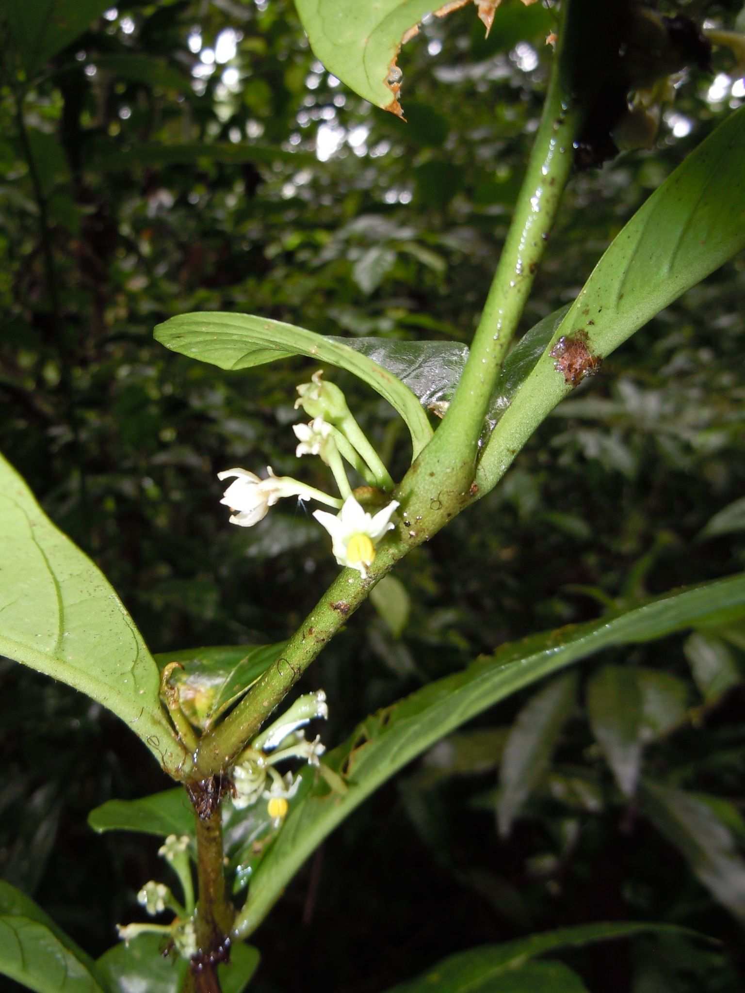 Solanum arboreum