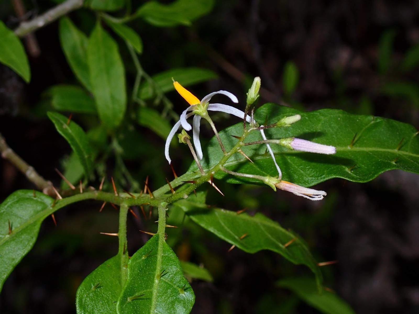 Solanum bahamense
