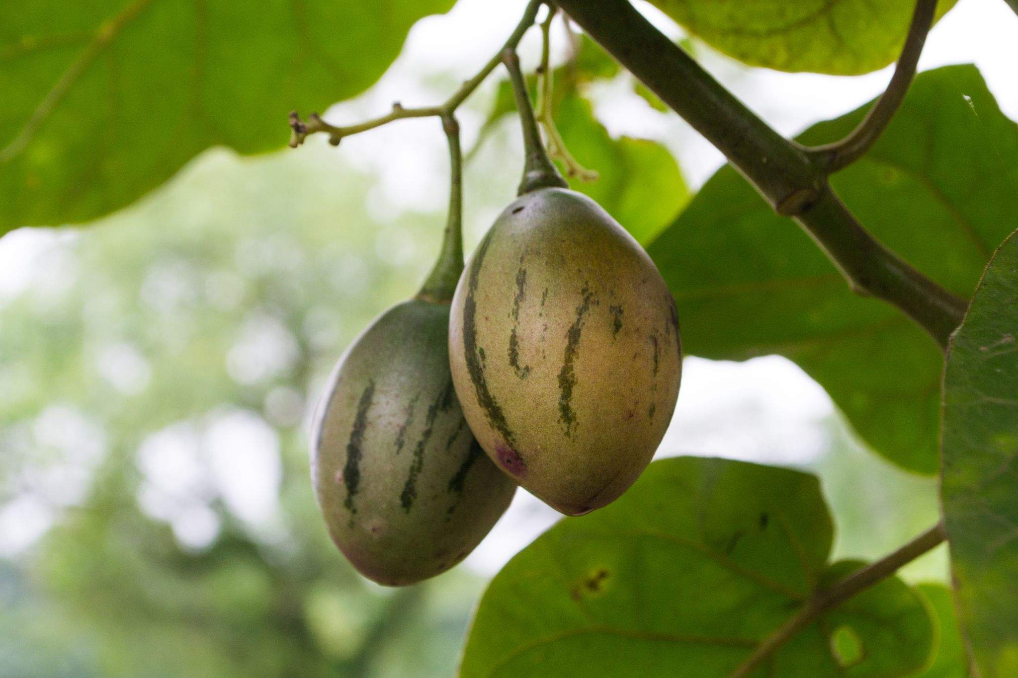 Solanum betaceum