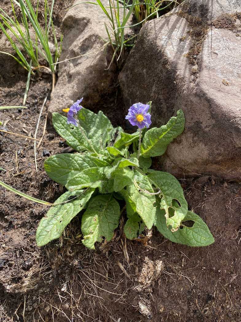 Solanum boliviense