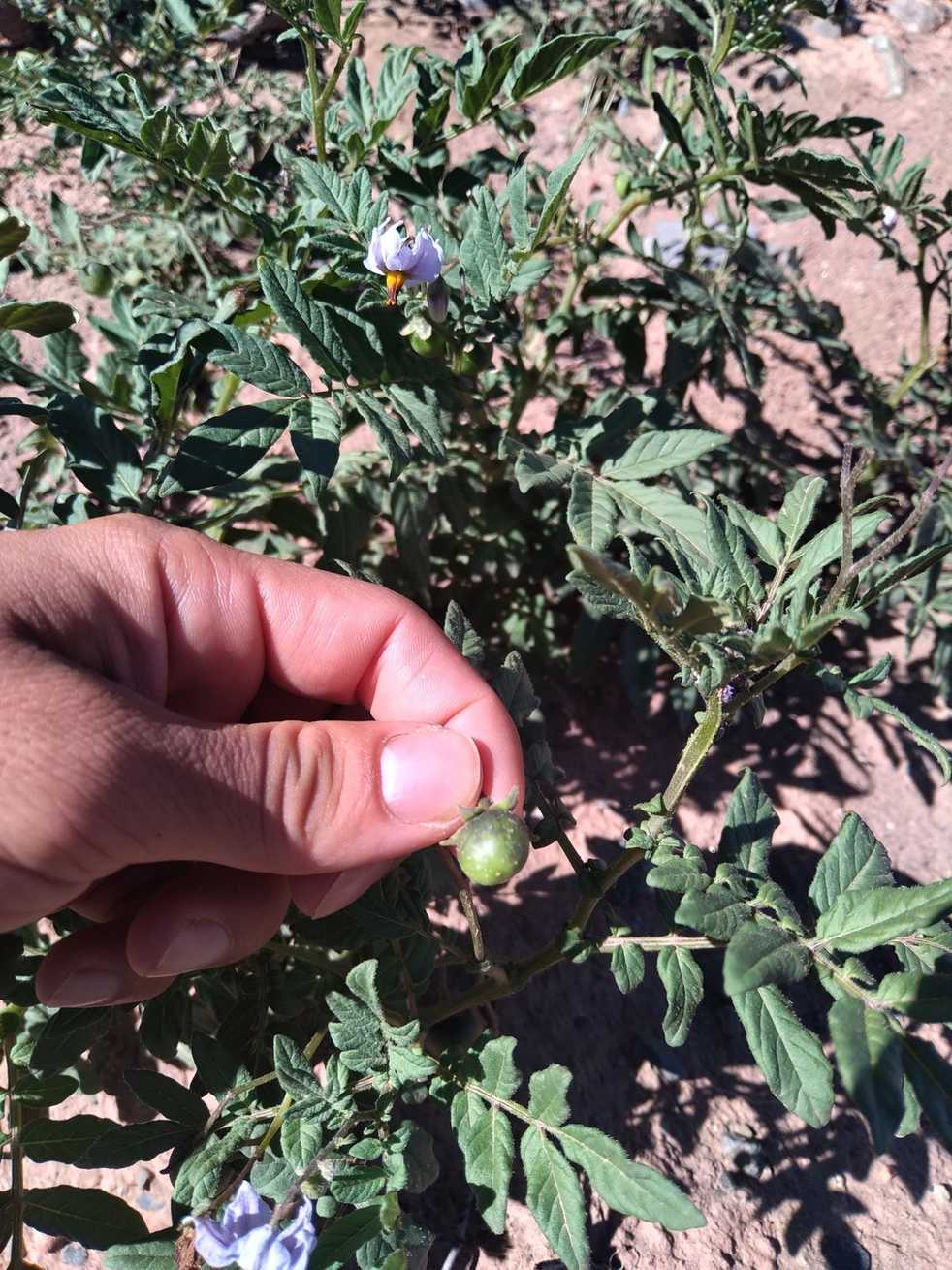 Solanum brevicaule