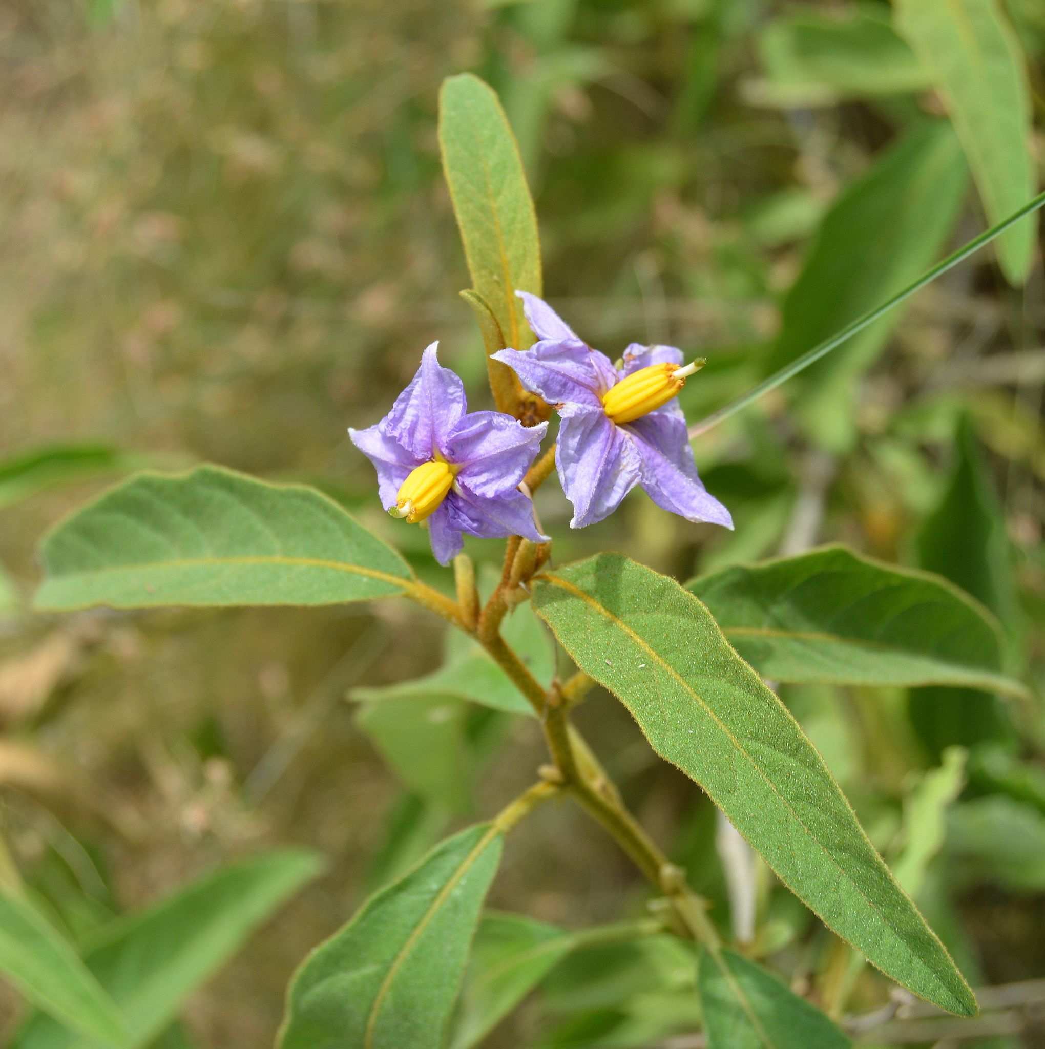 Solanum campylacanthum