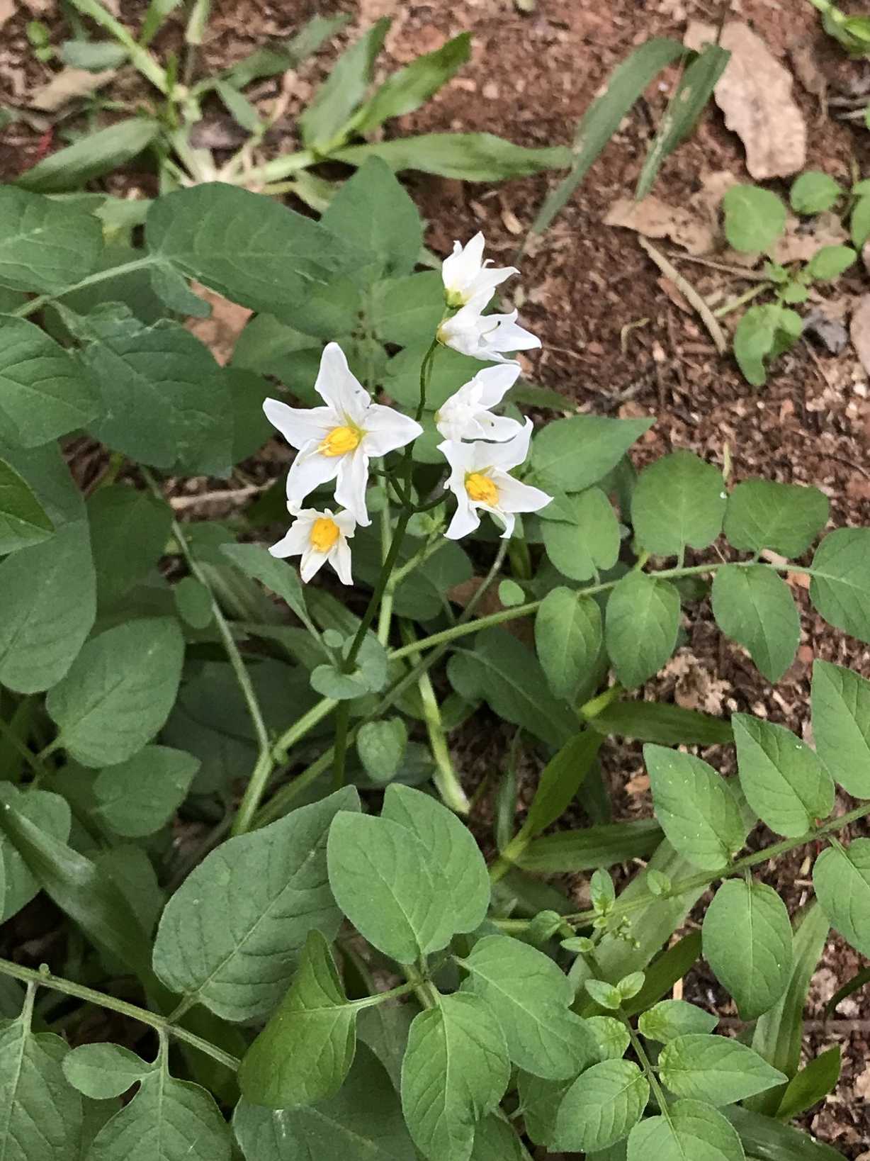 Solanum chacoense