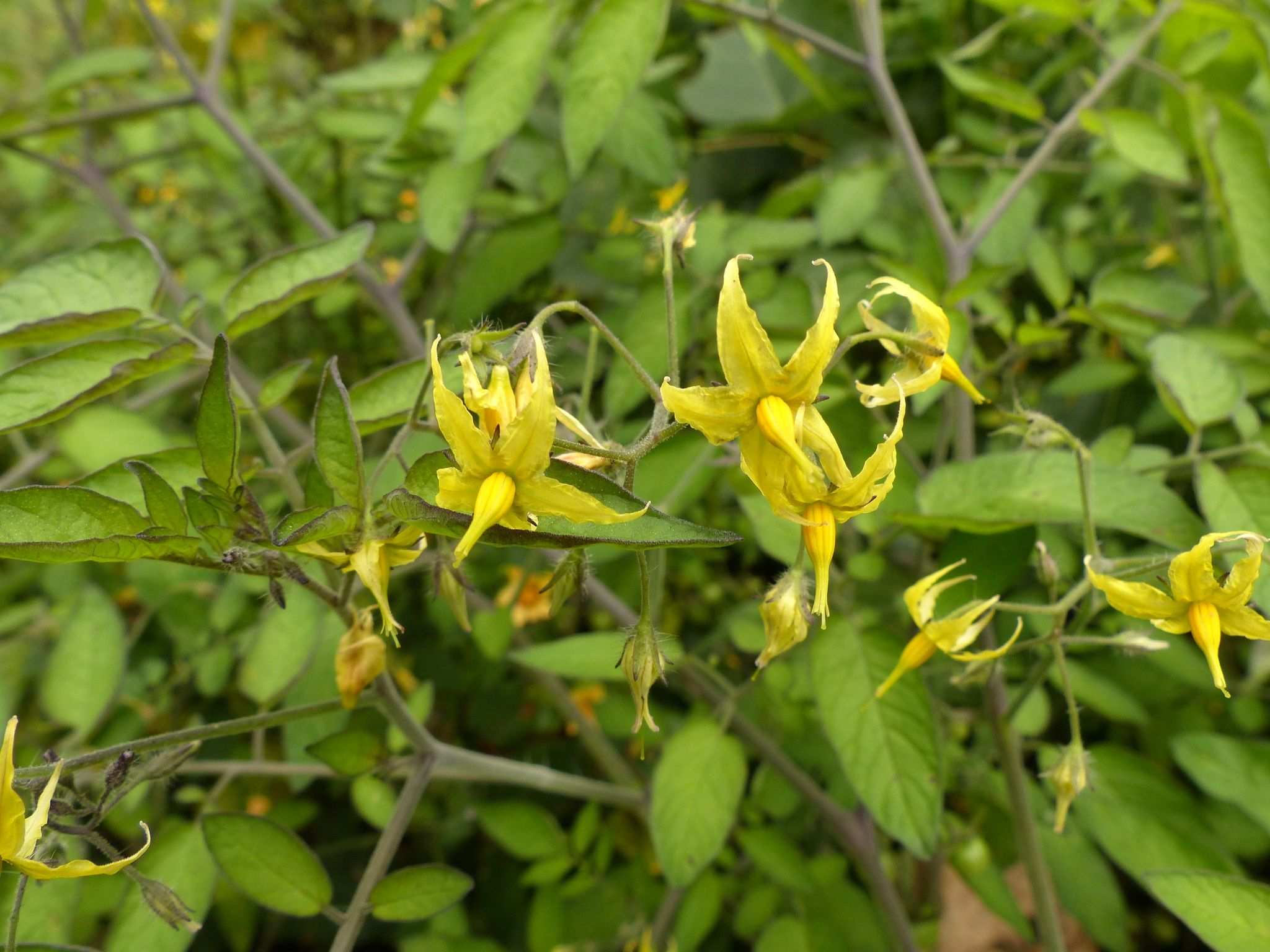 Solanum cheesmaniae