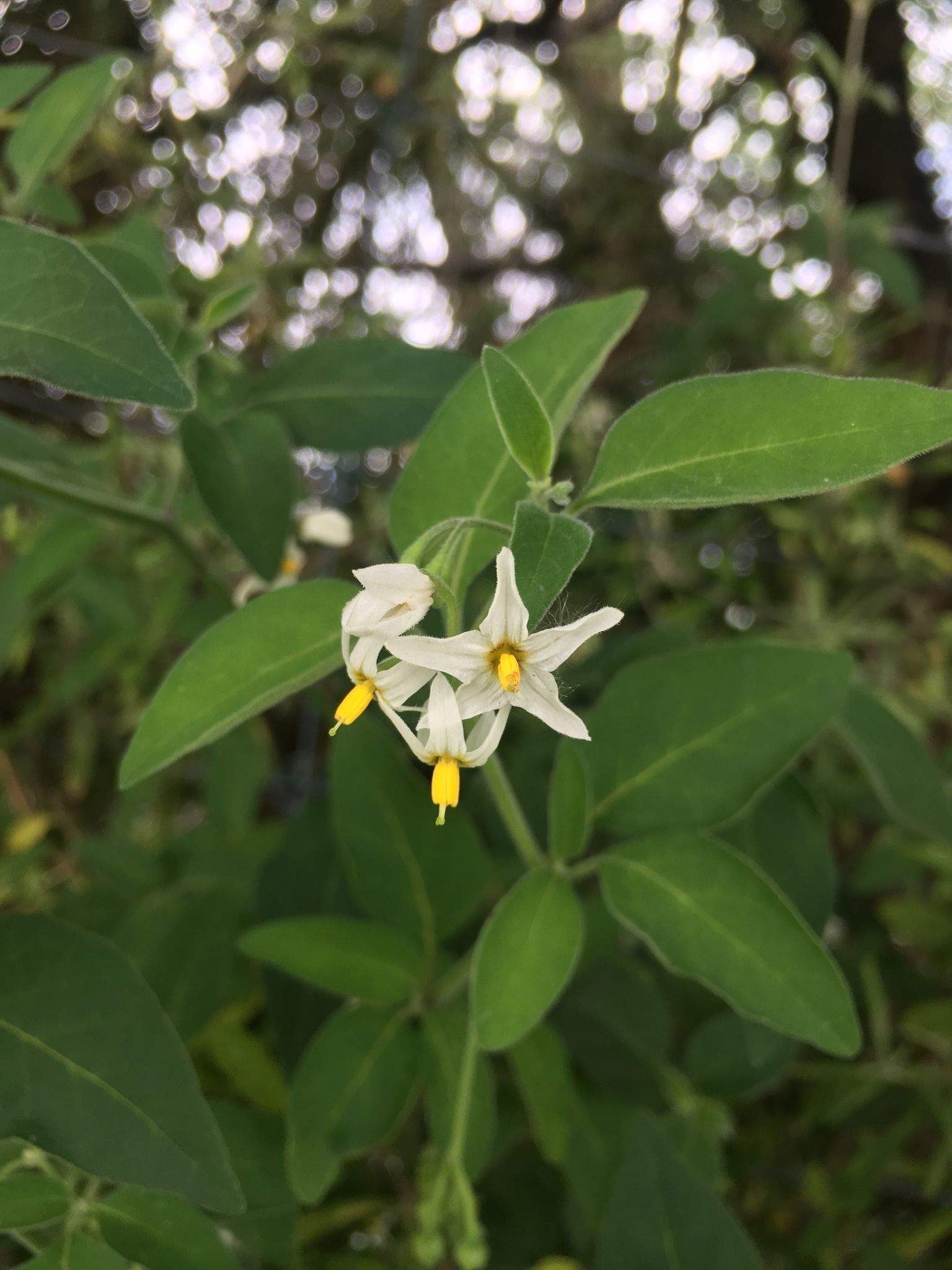 Solanum chenopodioides