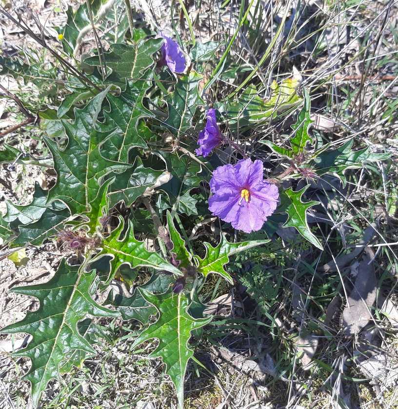 Solanum cinereum