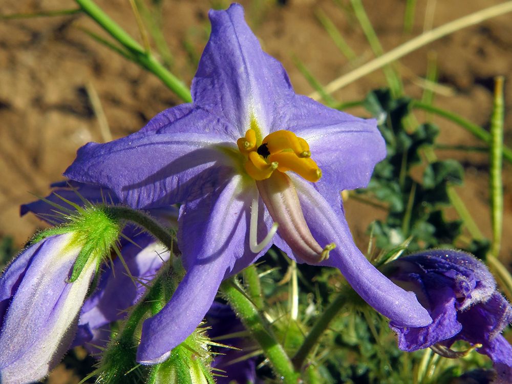 Solanum citrullifolium