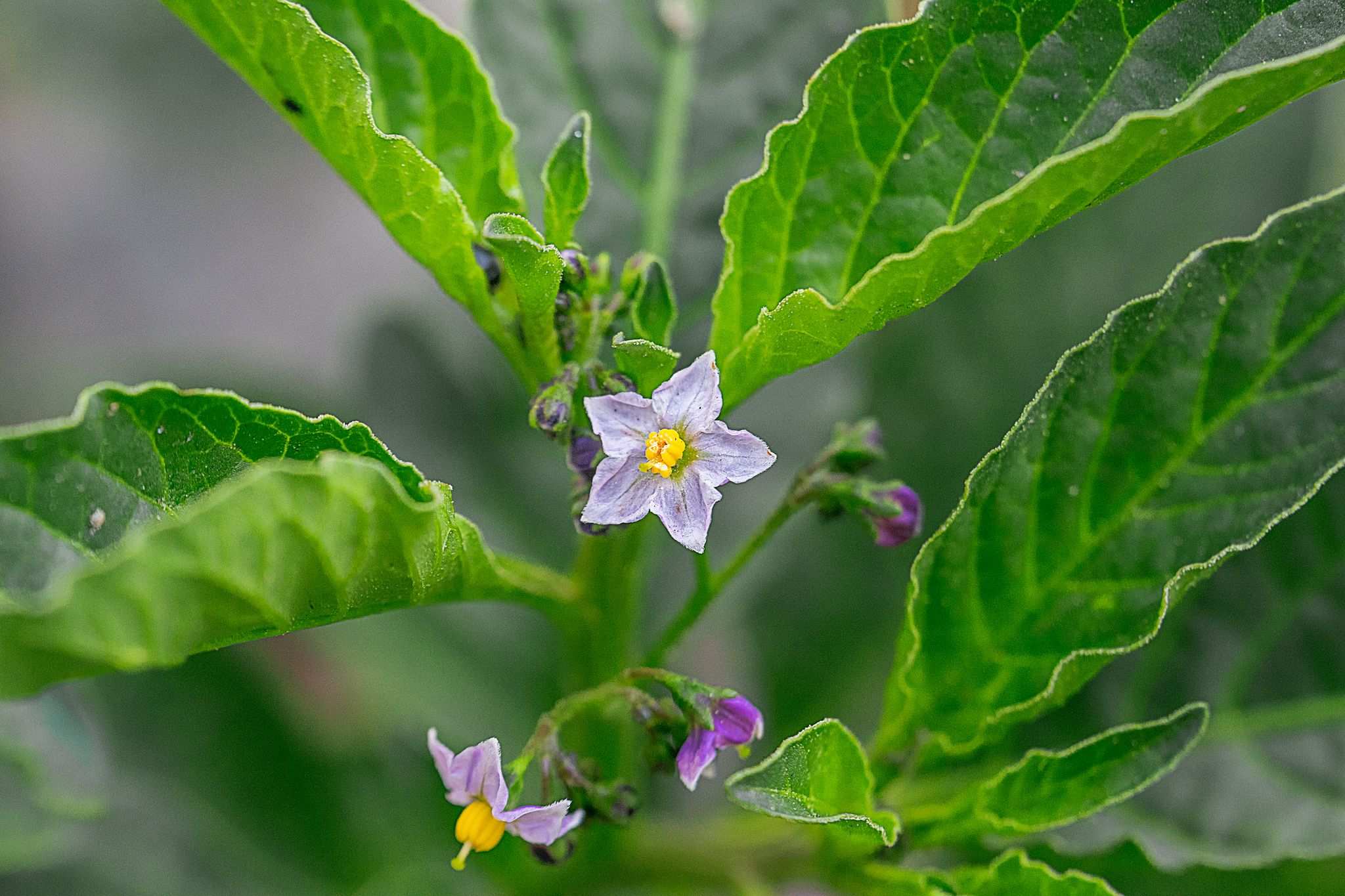 Solanum corymbosum