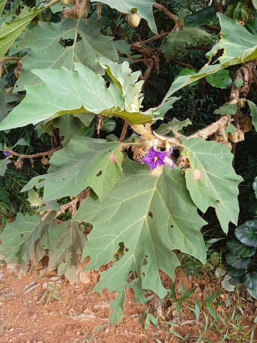 Solanum crinitum