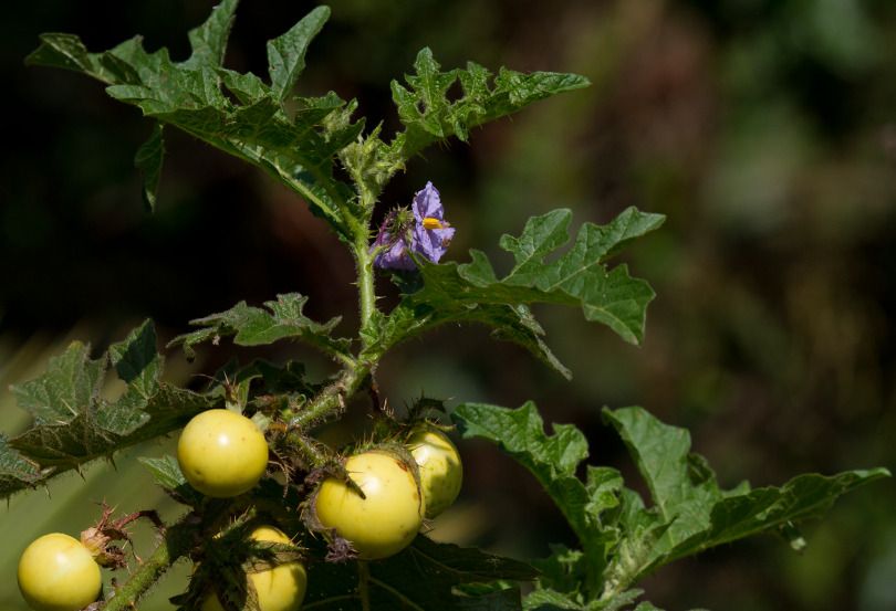 Solanum dasyphyllum