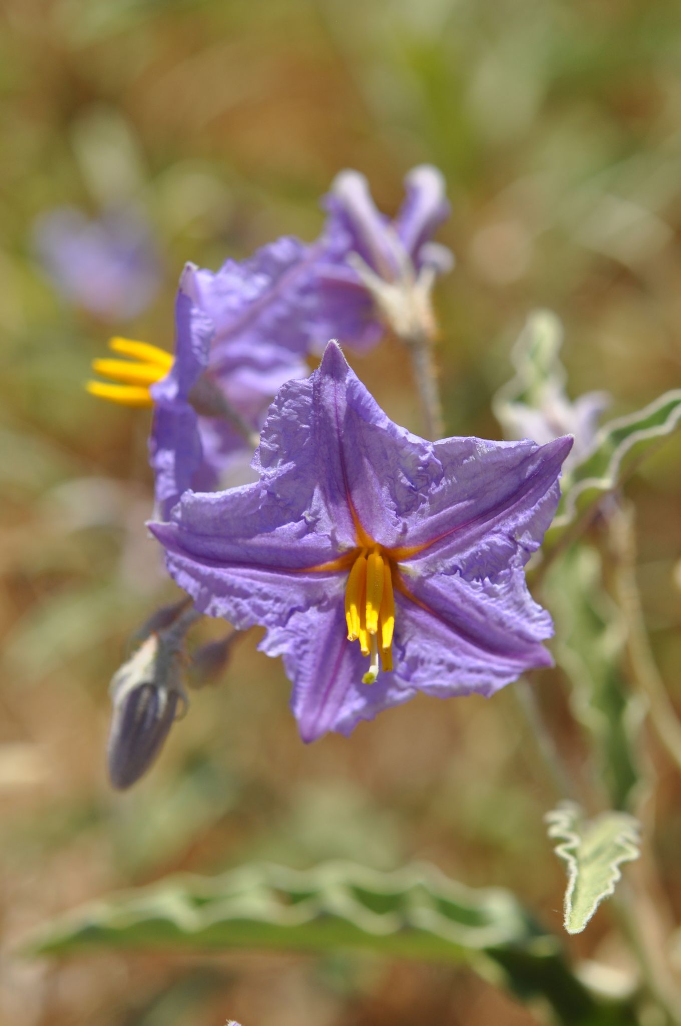 Solanum grandiflorum