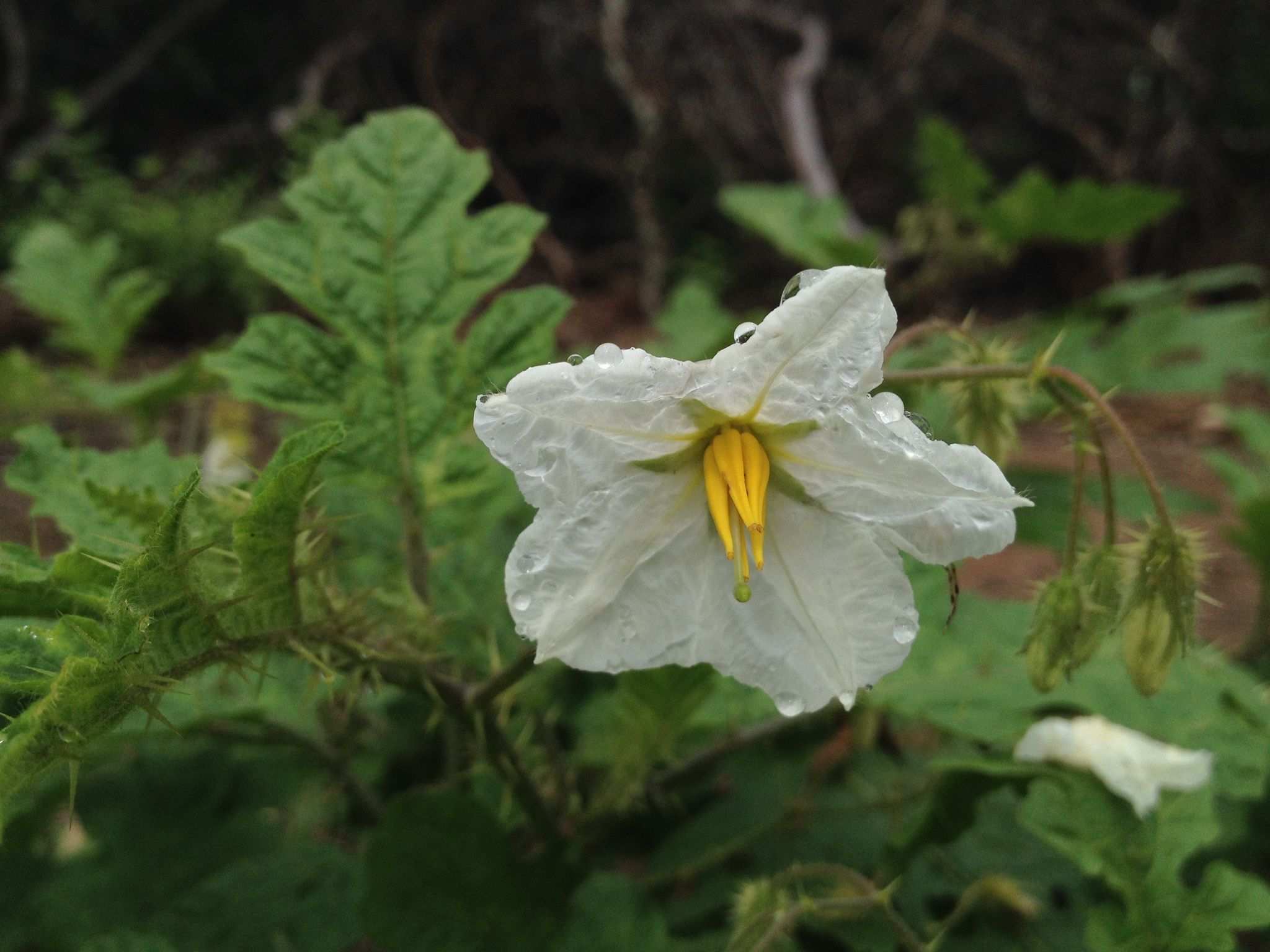 Solanum hieronymi