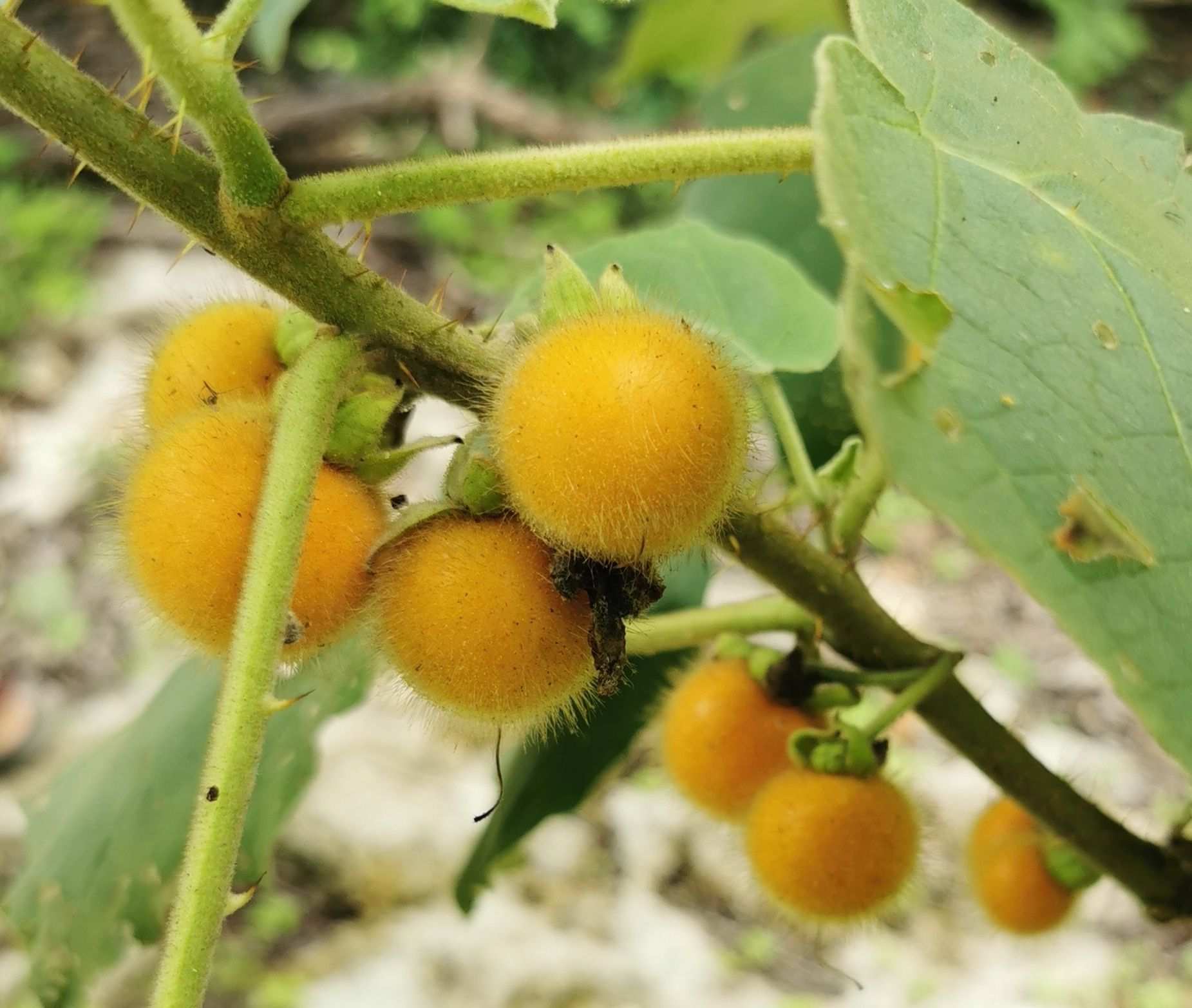 Solanum hirtum