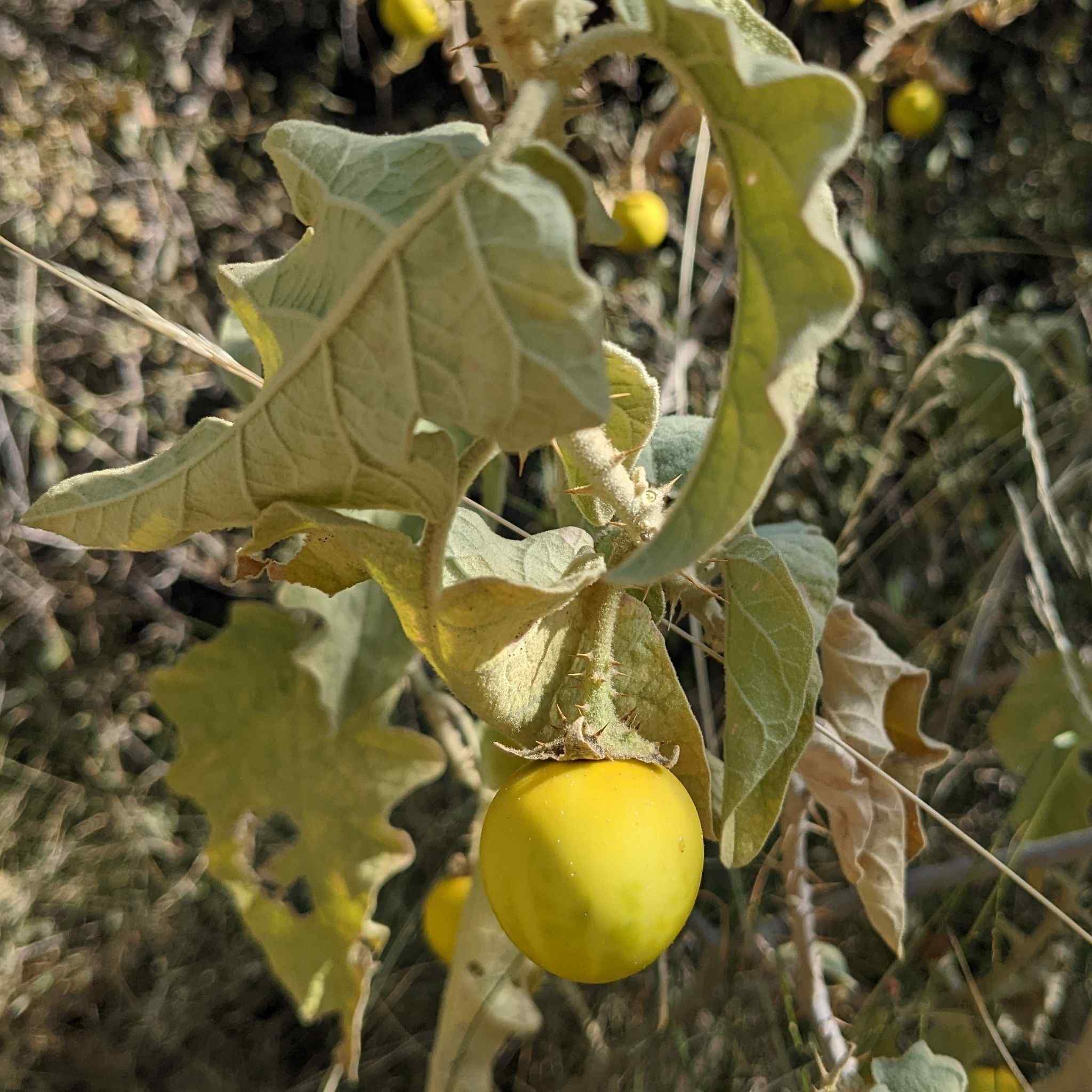 Solanum incanum