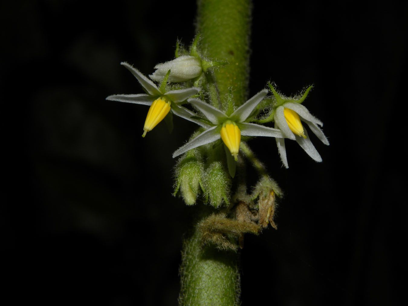 Solanum jamaicense