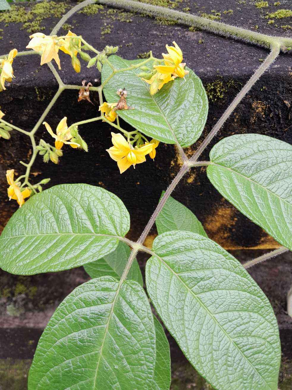 Solanum juglandifolium