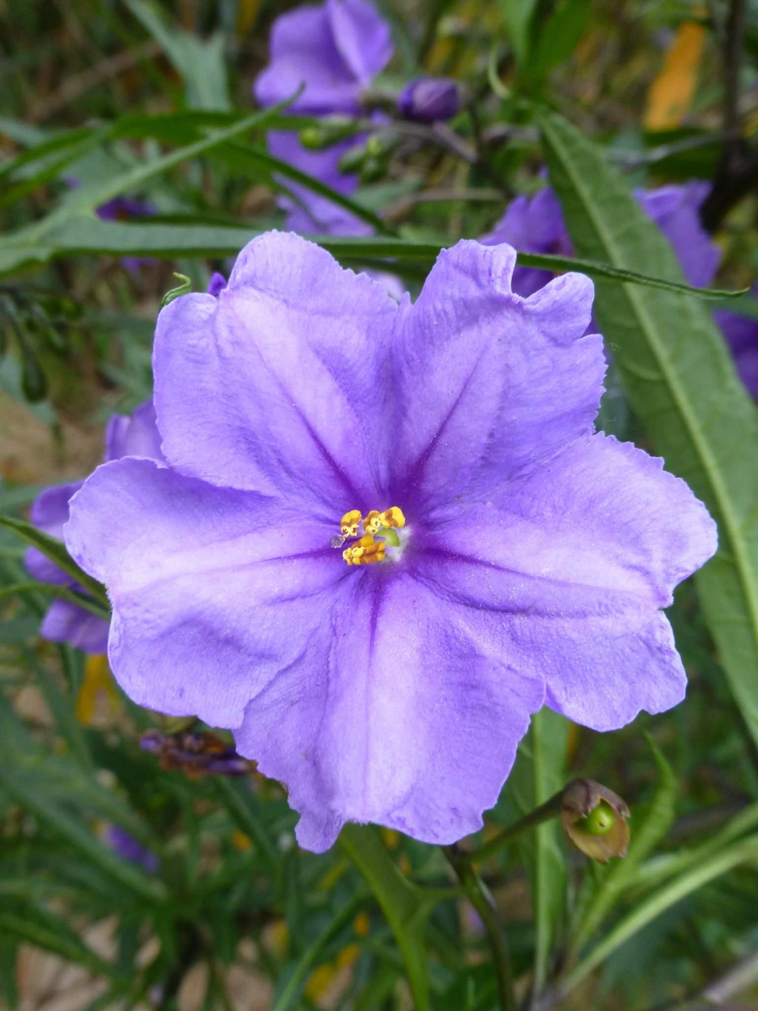 Solanum laciniatum