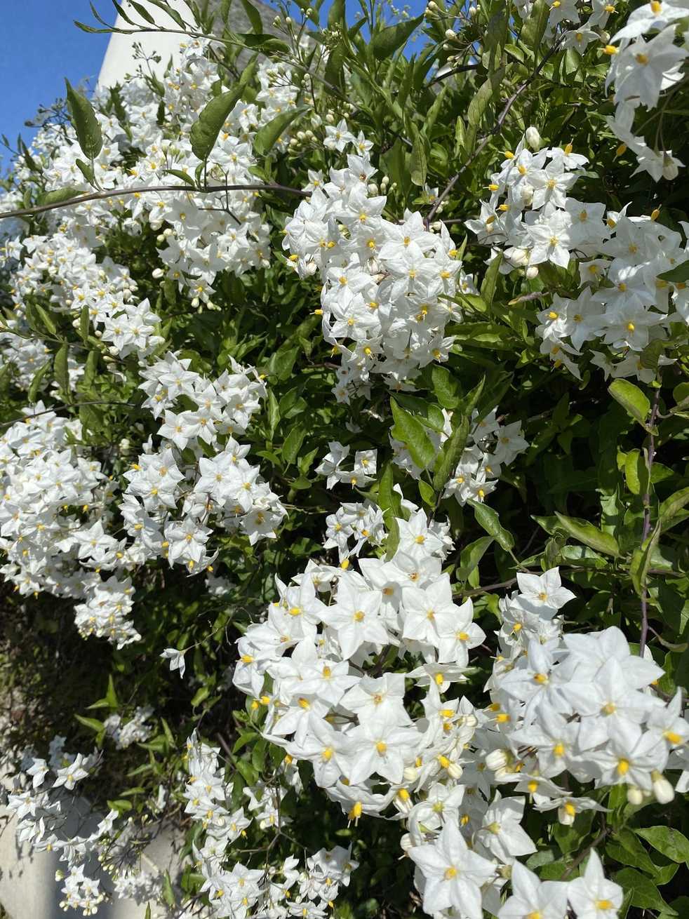 Solanum laxum