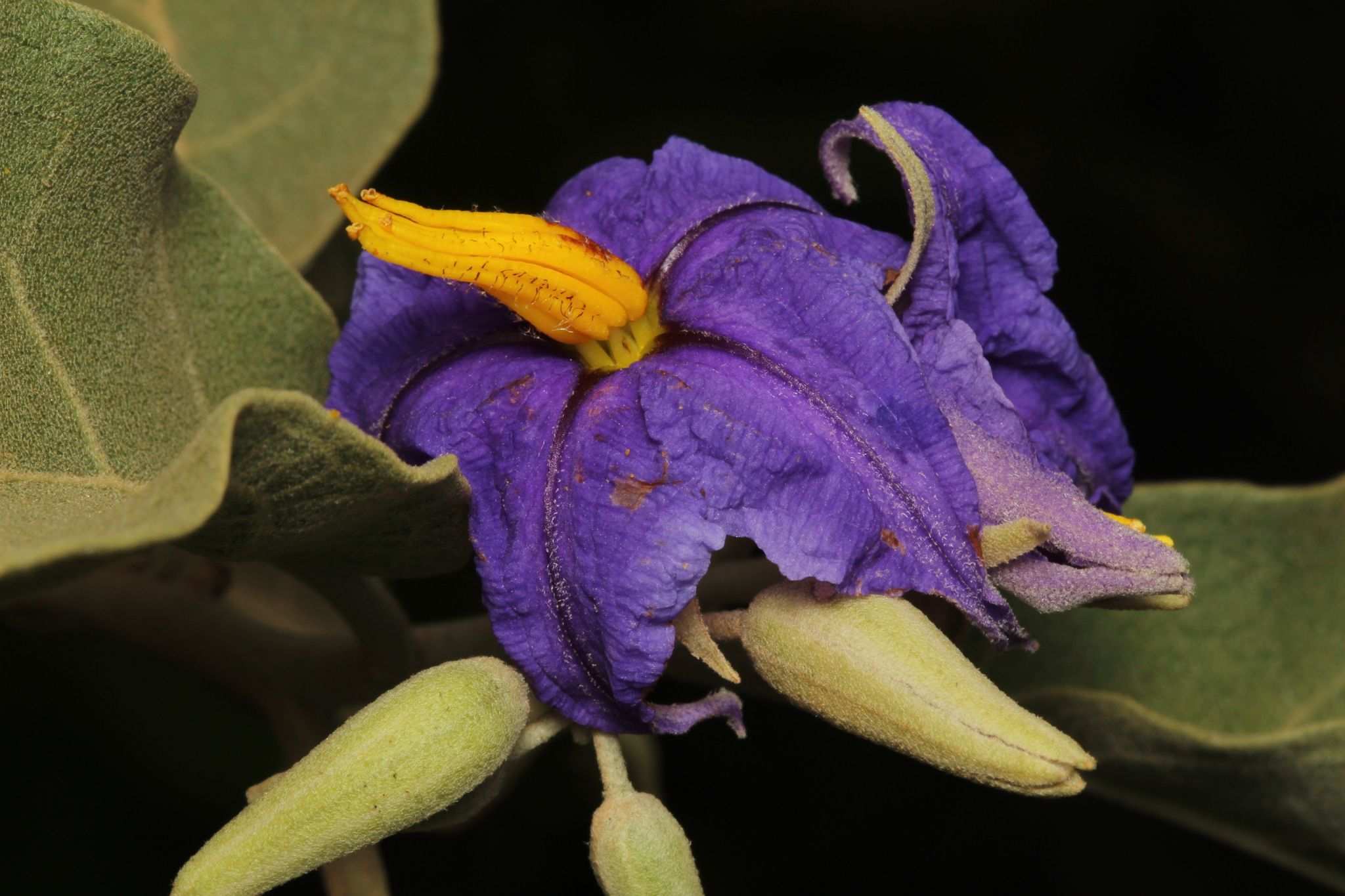 Solanum lycocarpum