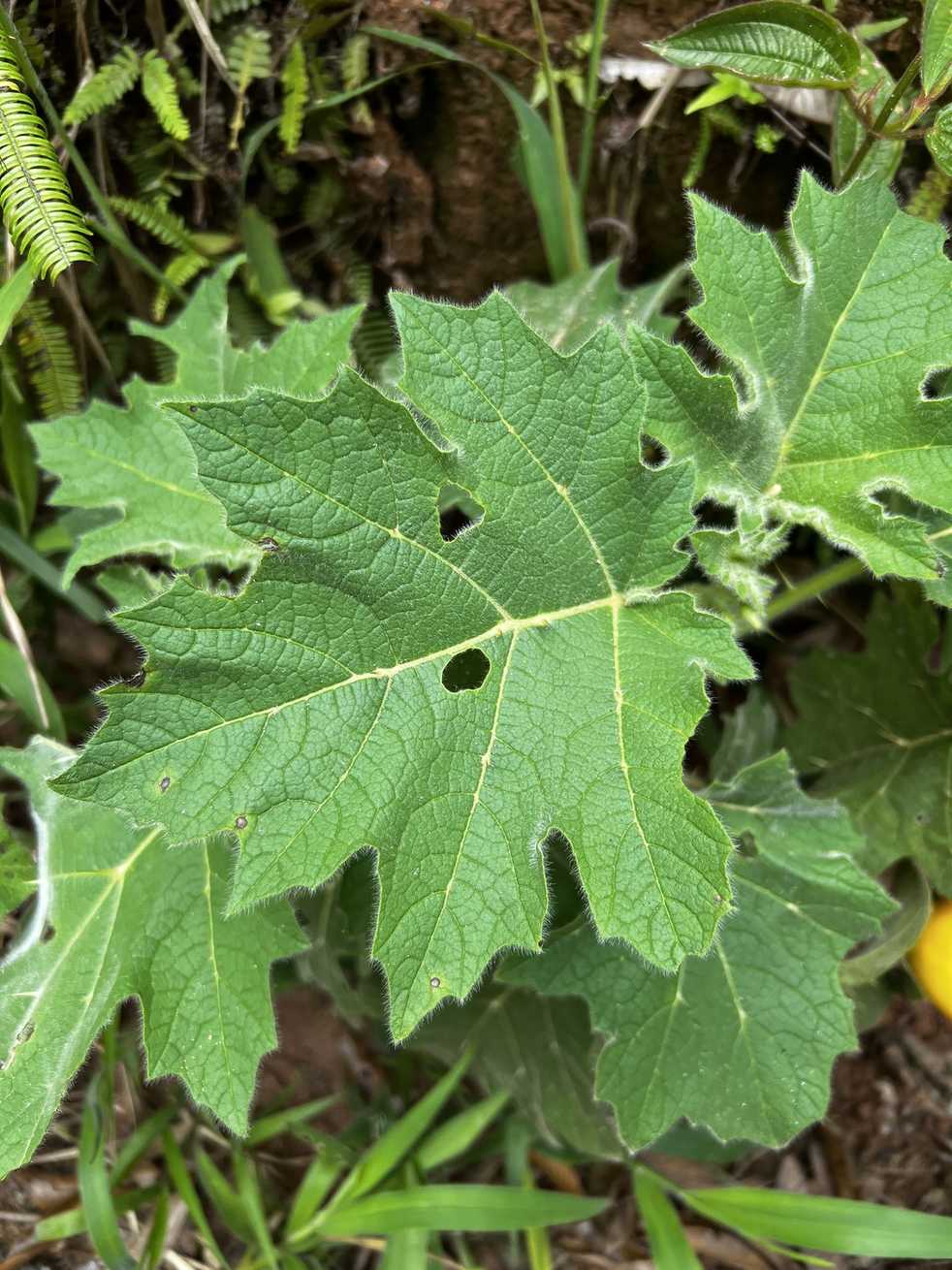 Solanum mammosum