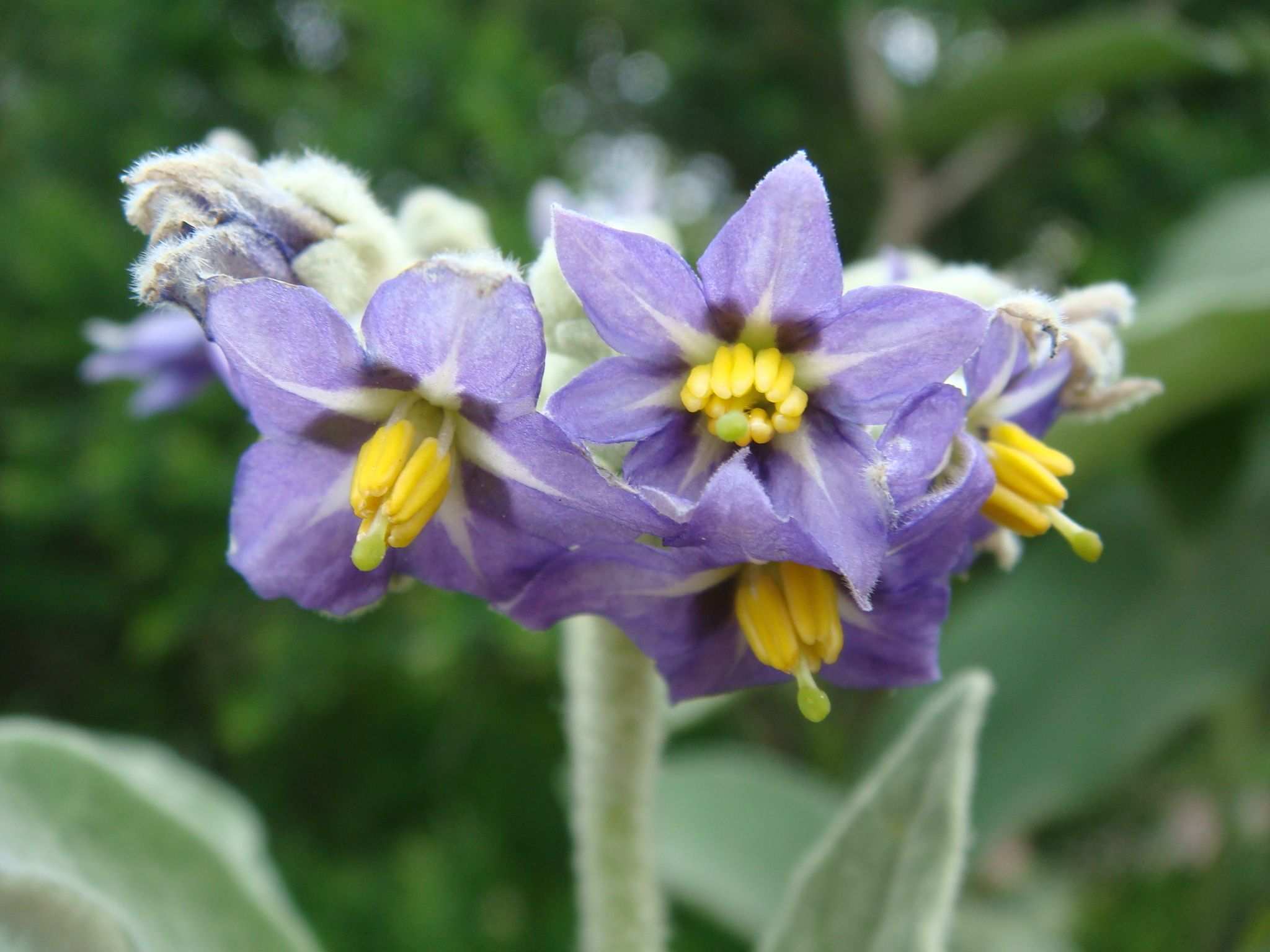 Solanum mauritianum
