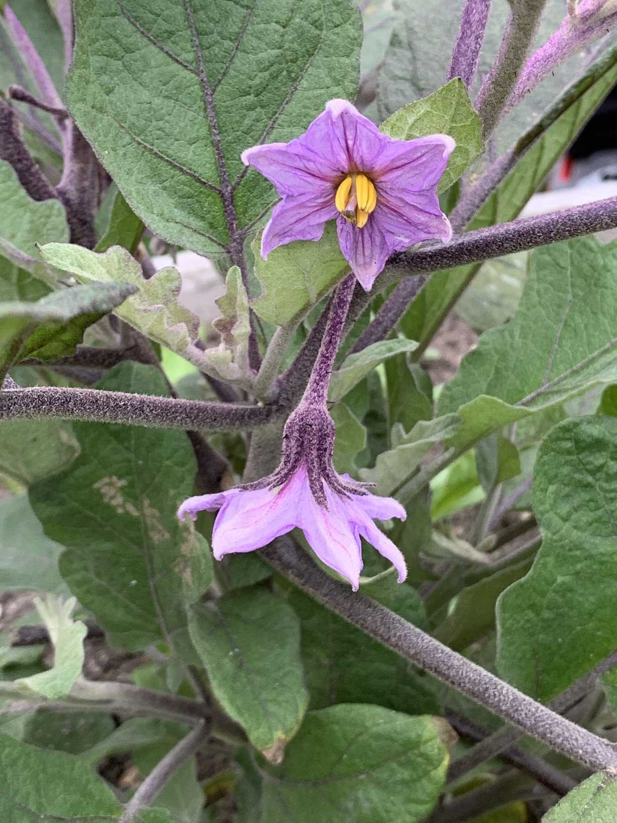 Solanum melongena