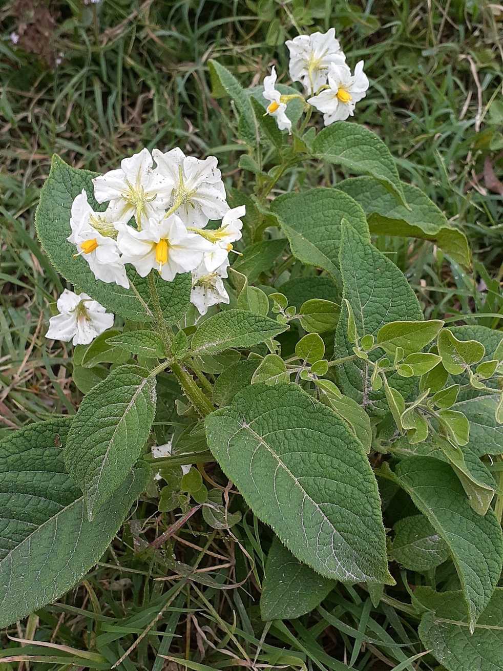 Solanum microdontum