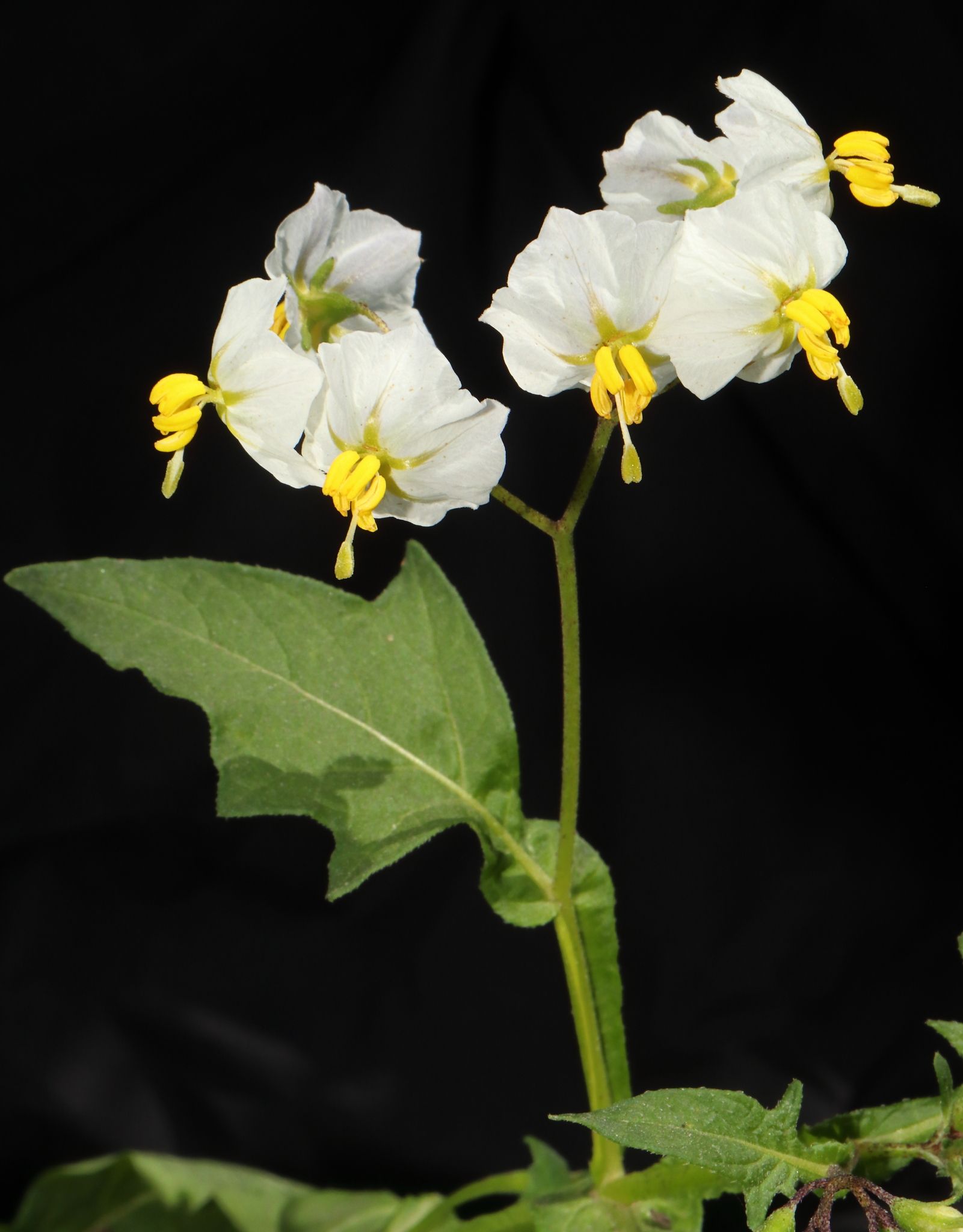 Solanum montanum